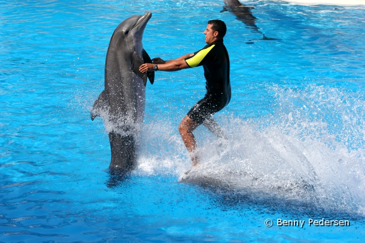 Loro Parque 2.jpg - Loro Parque